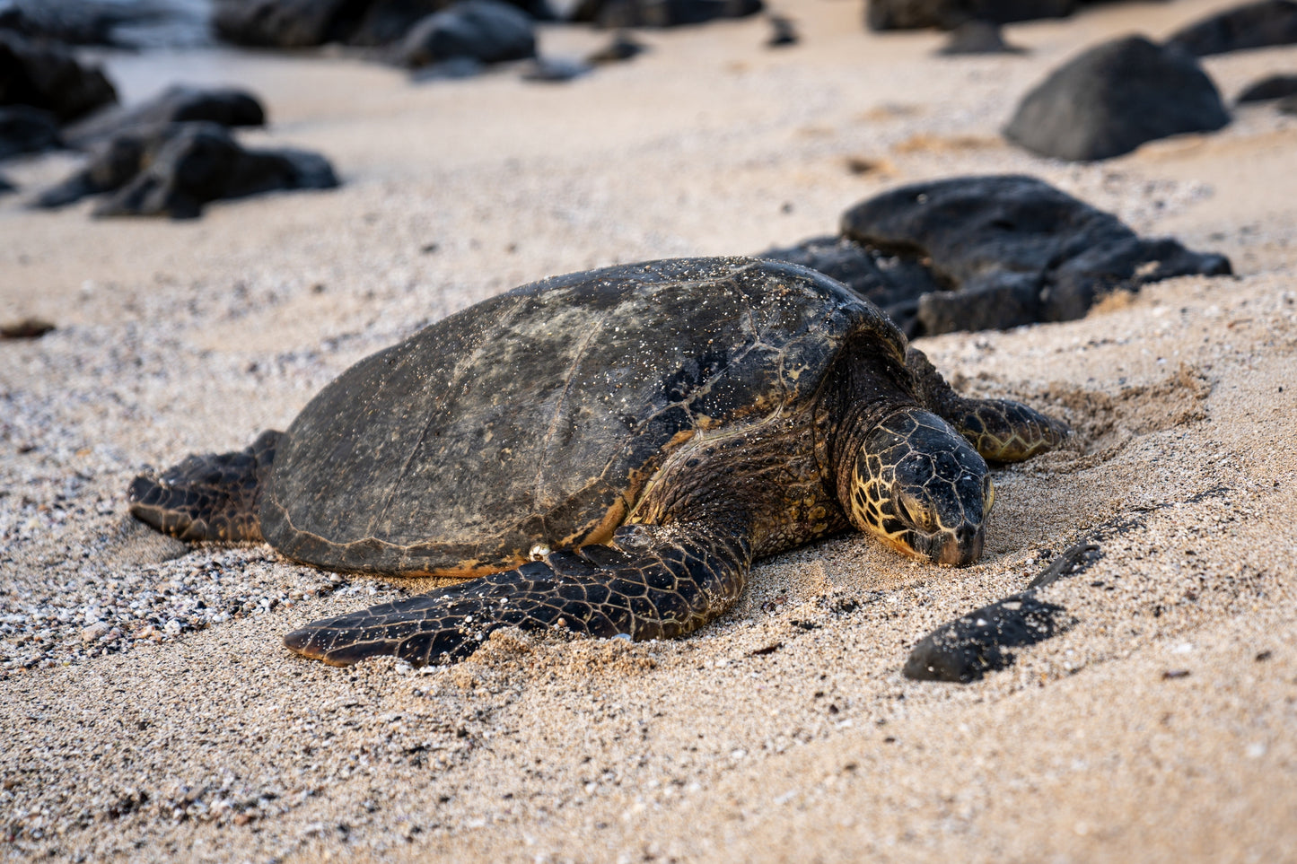 Honu & 'One, North Shore, 2025