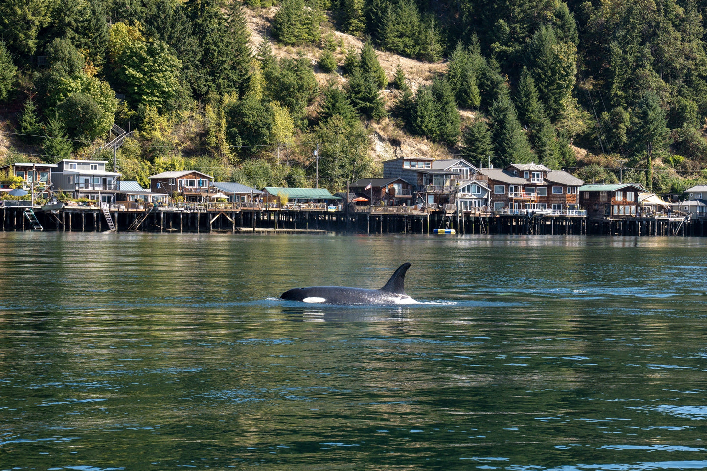 Orca in the Sound, Gig Harbor, 2025